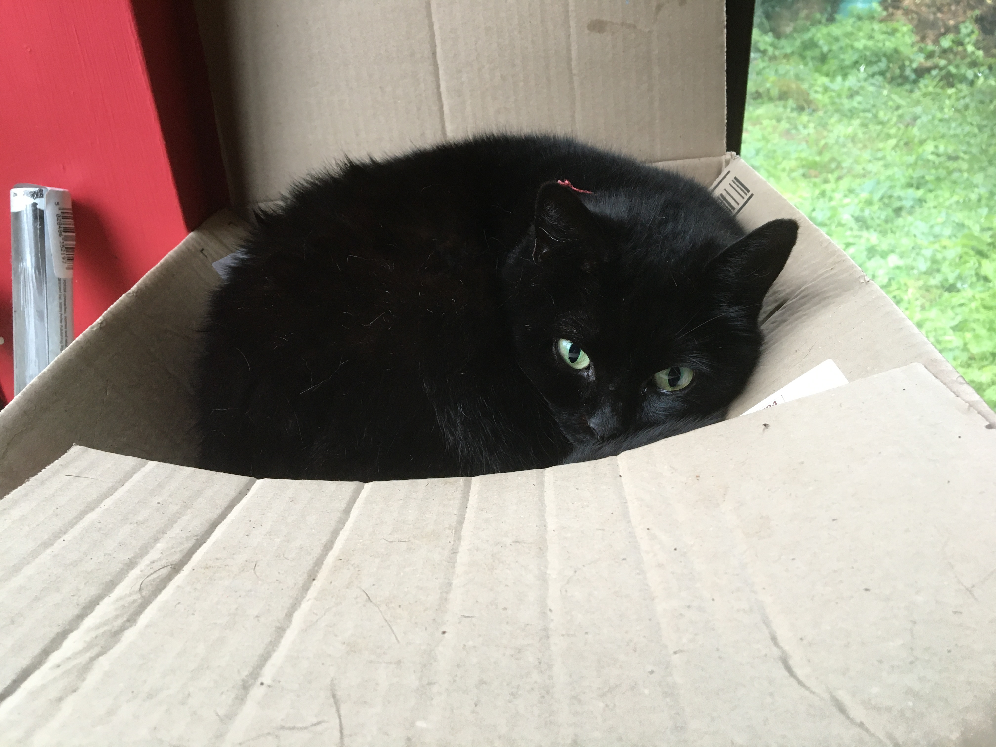 Cat T
